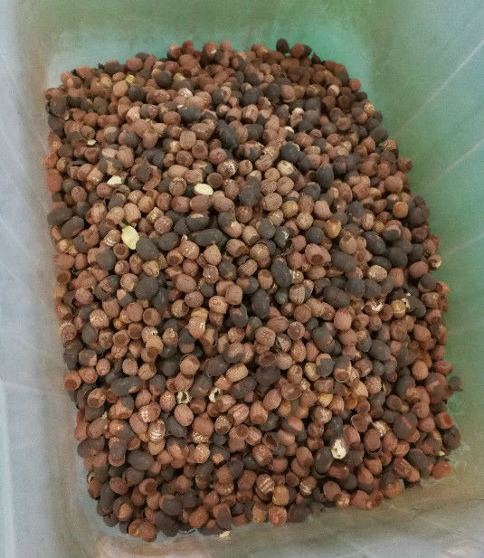 Long Lifetime Lotus Seeds Color Sorter With 5400Pixel CCD Image Acquisition System