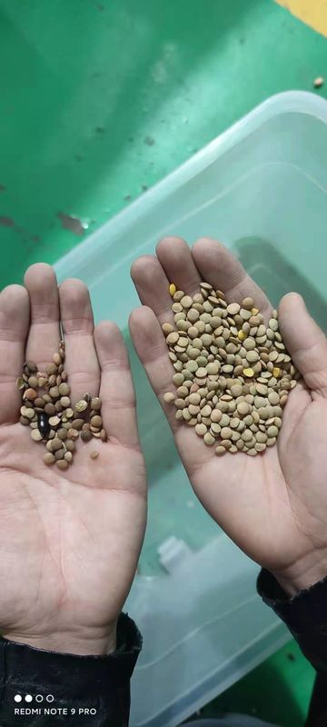 Yellow Lentils Beans Color Sorter Taiwan Meanwell Power Source