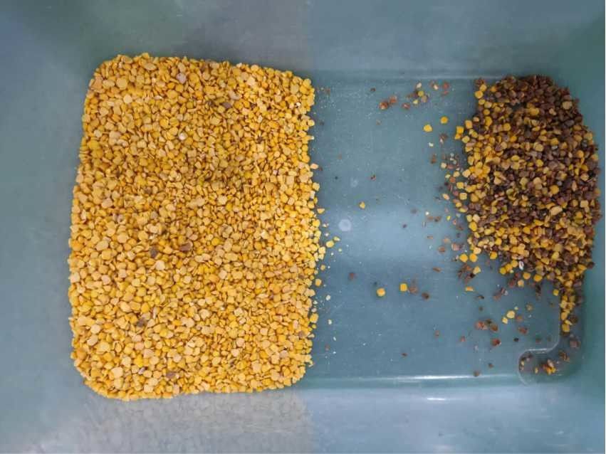 Yellow Lentils Beans Color Sorter Taiwan Meanwell Power Source