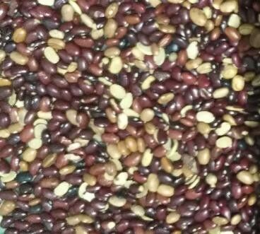 Red Beans Color Sorter With High Pixels CCD Camera 2 years Warranty