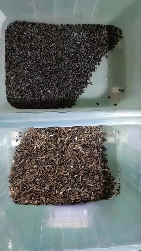 WENYAO Sunflower Seed Color Sorter , 7T/h Seed Processing Plant Machinery