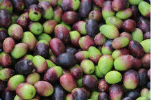 Belt Type Coffee Cherry Processing Machinery For Green Red Cofee Cherry Color Sorter