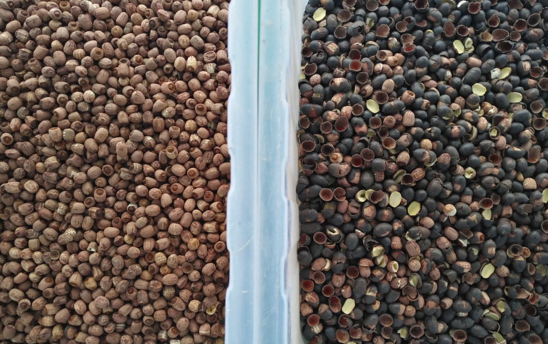 High Capacity Lotus Seed Color Sorter 304 Stainless Steel Hopper