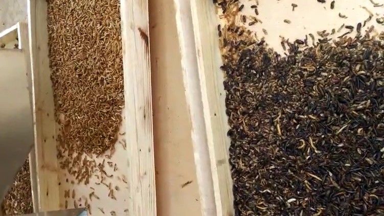220V 50HZ Multifunction Color Sorter , Yellow Mealworm Sorting Machine