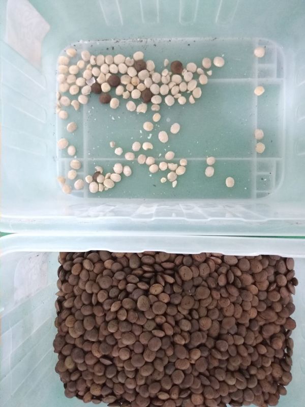 4T/H Sacha Inchi Bean Sorting Machine with high sorting accuracy