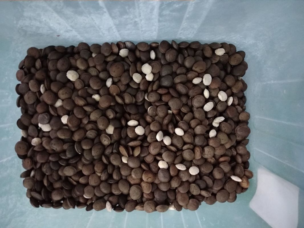 4T/H Sacha Inchi Bean Sorting Machine with high sorting accuracy