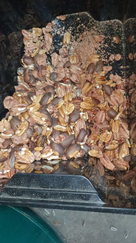 7T/H Nuts Color Sorter , 7 Chutes 448 Channels Pecan Sorting Equipment