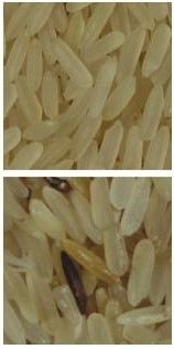 2 Chutes Rice Color Sorter Digital Intelligent Color CCD Camera
