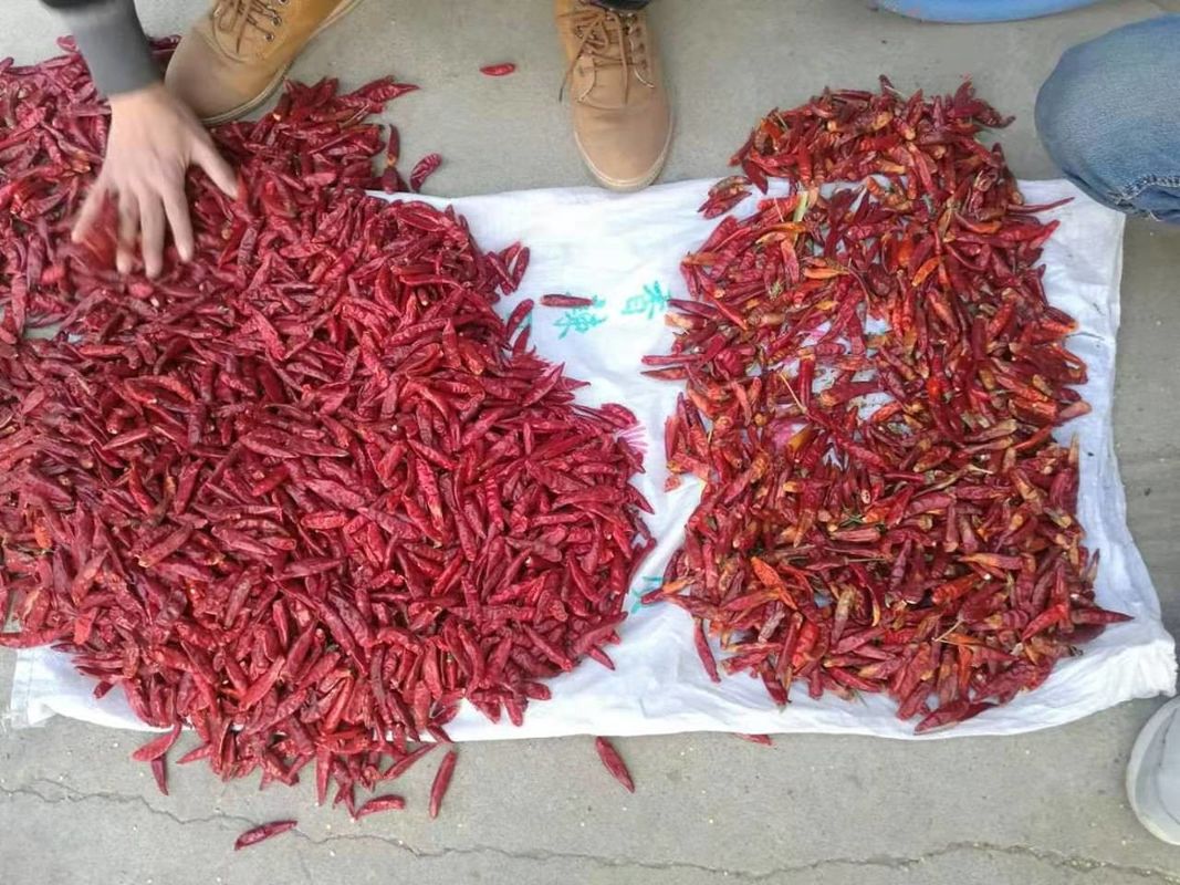 WENYAO Stainless 304 Food Chili Varieties Separetion Chili Quality Control Color Sorter For Red Chili Grading