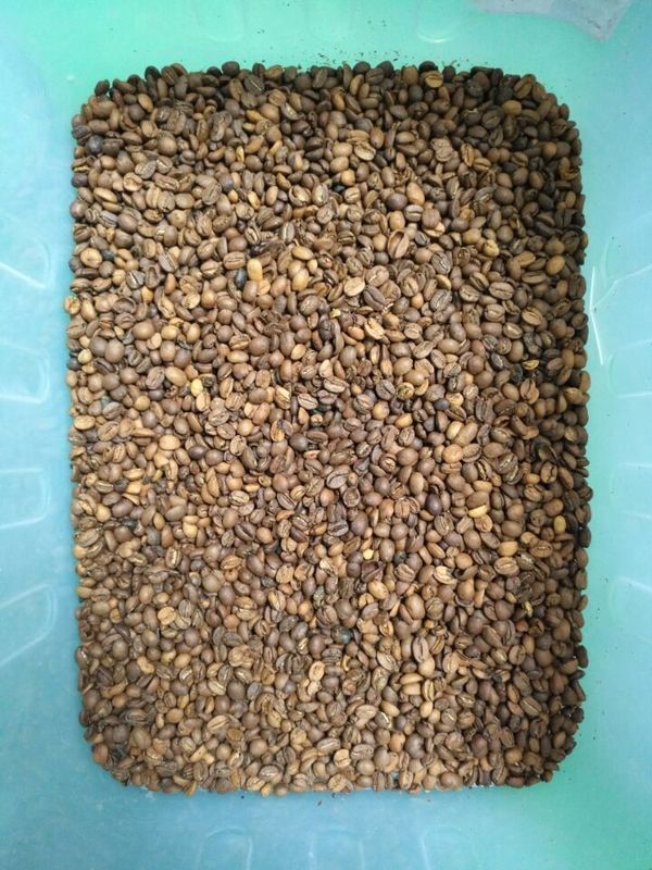 WENYAO Beans Sorting Machine , Lentil Coffee Color Sorter ISO9001