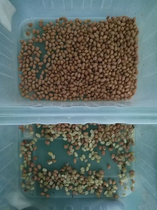 5400 Megapixel Multifunction Color Sorter , Peanut Kernel Sorting Machine