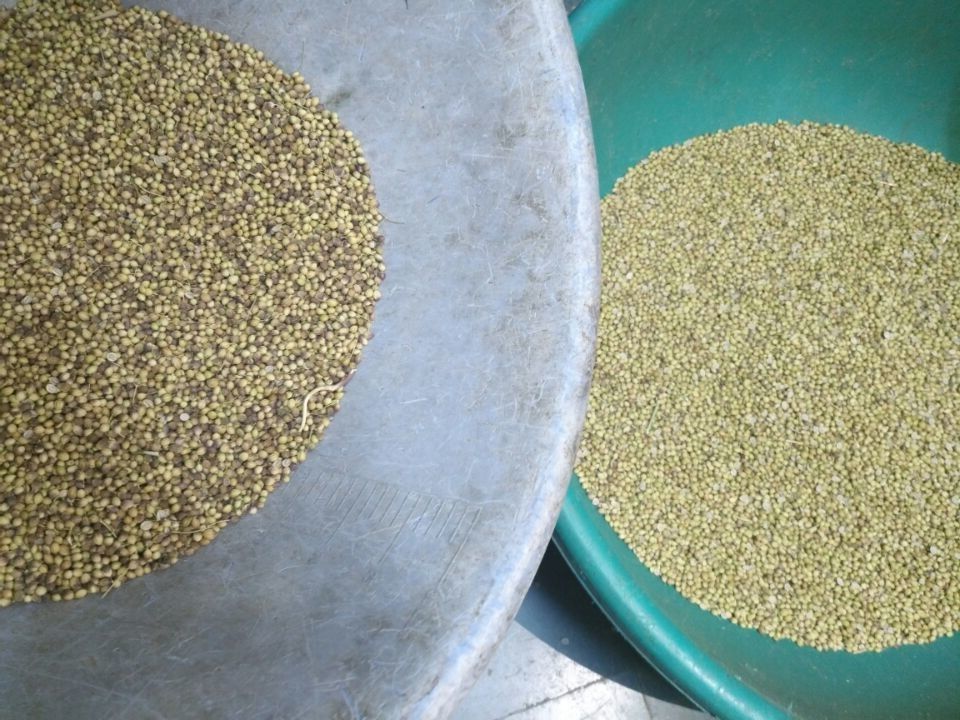 CCD Coriander Color Sorter For Sorting Foreign Impurity Particles