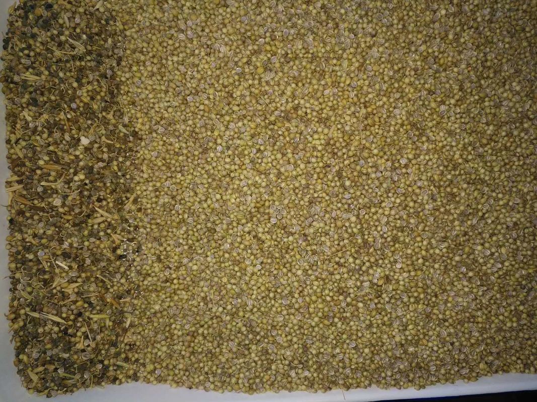 CCD Coriander Color Sorter For Sorting Foreign Impurity Particles