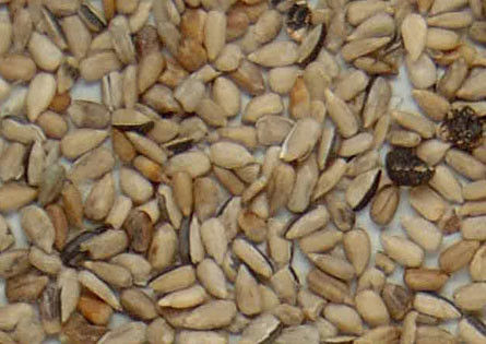 CCD Camera Sunflower Kernel 2t/H Color Sorter Machine 256 Channels