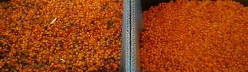 2 Chutes High Technology Corn/ Wheat/ Grain/ Beans Color Sorter Coffee Bean Color Selector