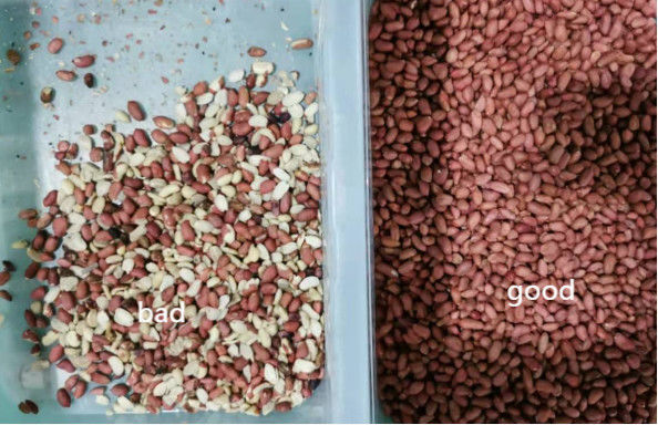 256 Channels Nuts Color Sorter 4 Chutes 99% Sorting Accuracy