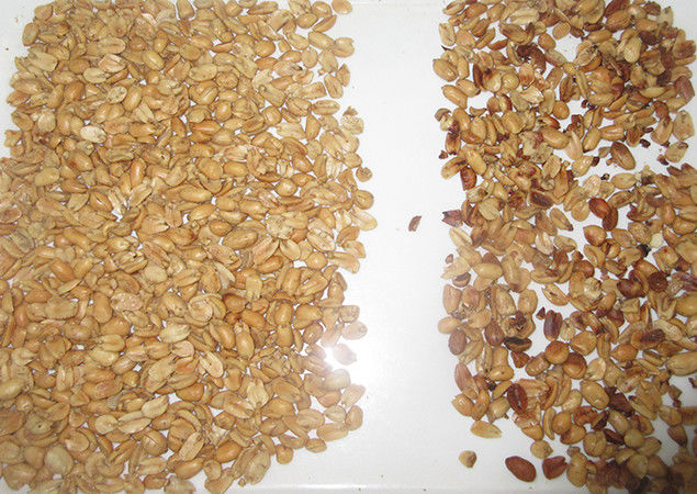 Agricultural Machinery Peanut Color Sorting Machine Peanut Color Sorter