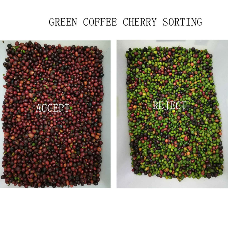 Automatic Beans Color Sorter Coffee Beans Sorting Machine Multi-functional Separator for Soybeans Lentils Chickpeas