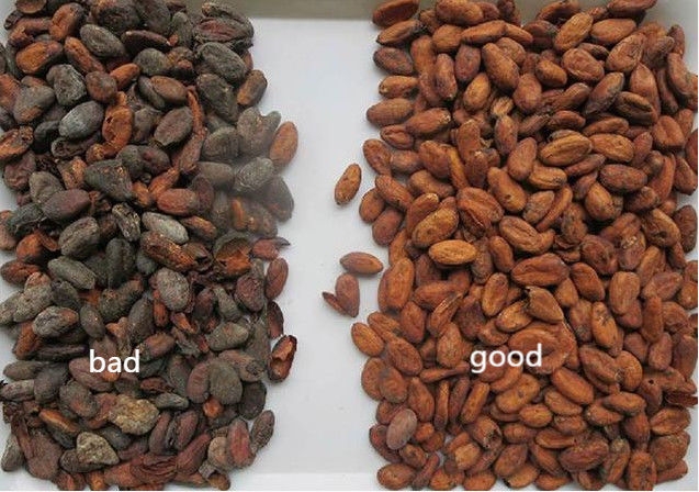 CCD Sensor 192 Channels Coffee Beans Color Sorter Separator Cacao