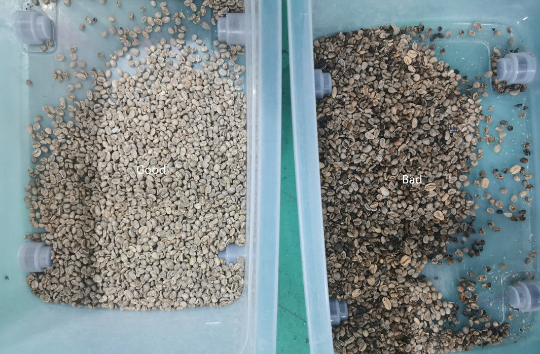 Raw Or Roasted Coffee Bean Color Sorter 1 Chute 64 Channels