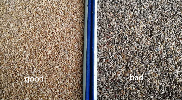 Wenyao 2 Chutes Wheat Grain Color Sorter With 5340 Pixel CCD