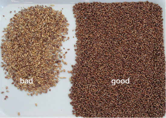 Wenyao 2 Chutes Wheat Grain Color Sorter With 5340 Pixel CCD