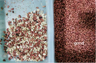 8 Chutes Almond Peanut Nuts Color Sorting Machine Meanwell Power Supply