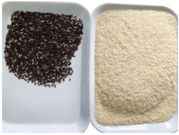 Macadamia Nut Seeds Bean Grain Color Sorting Machine 1 Chutes 64 Channels