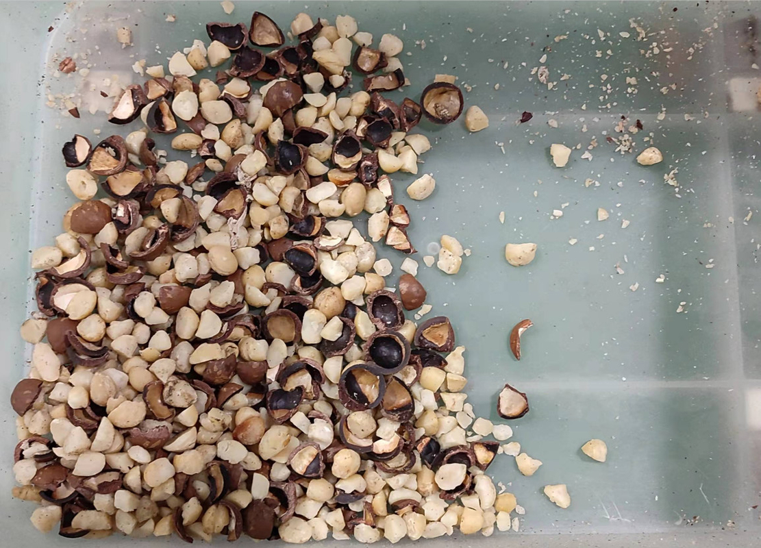 Macadamia Nut Color Sorter Machine For Shell Kernel