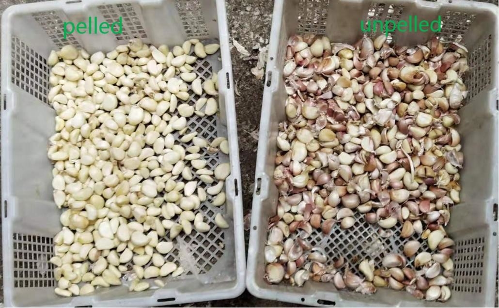 CCD Intelligent Belt Color Sorter For Peeled Garlic