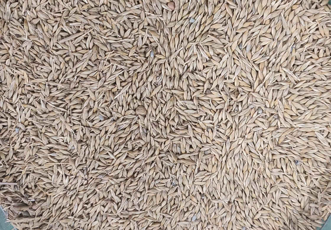 WENYAO High Precision Wheat Corn Grain Sorter Machine With Top Capacity