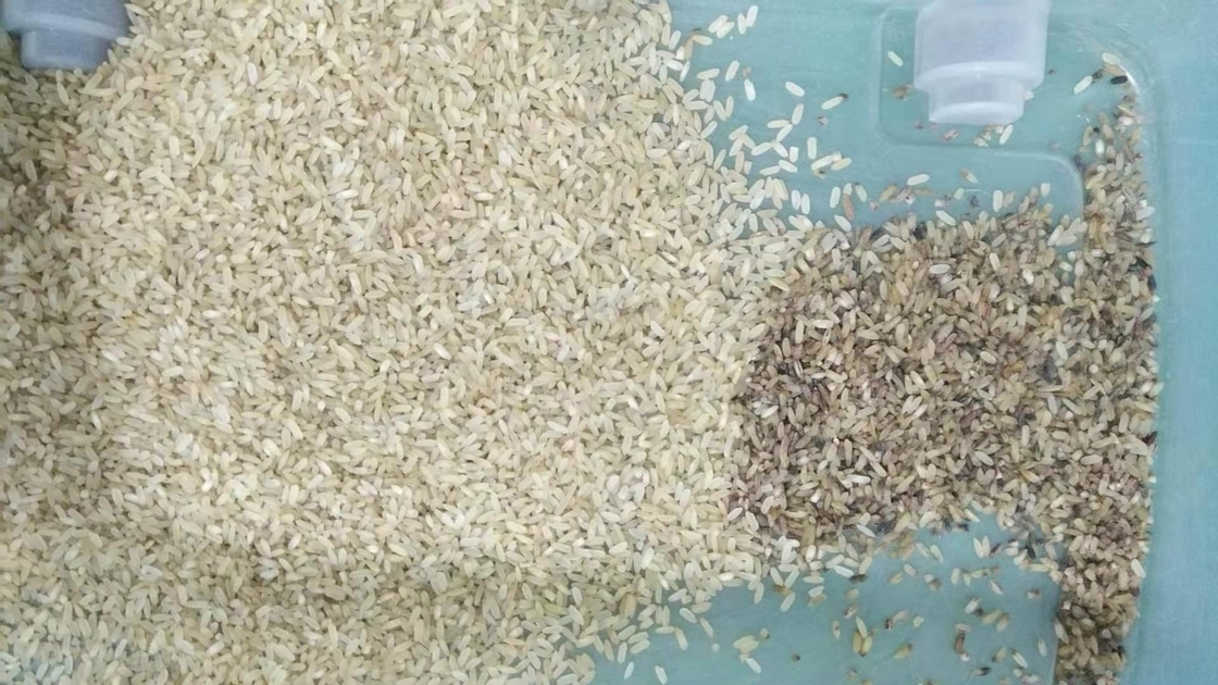 1 Chute Small Parboiled Rice Color Sorter High Sorting Accuracy