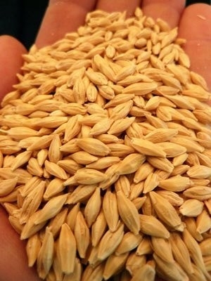 CCD Optical Barley Wheat Color Sorting Machine 32 Channels