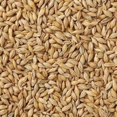 CCD Optical Barley Wheat Color Sorting Machine 32 Channels