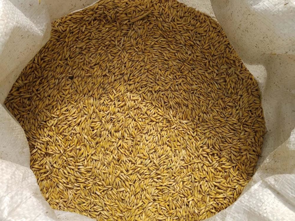 Grain Oat Color Sorting Machine For Barley Wheat