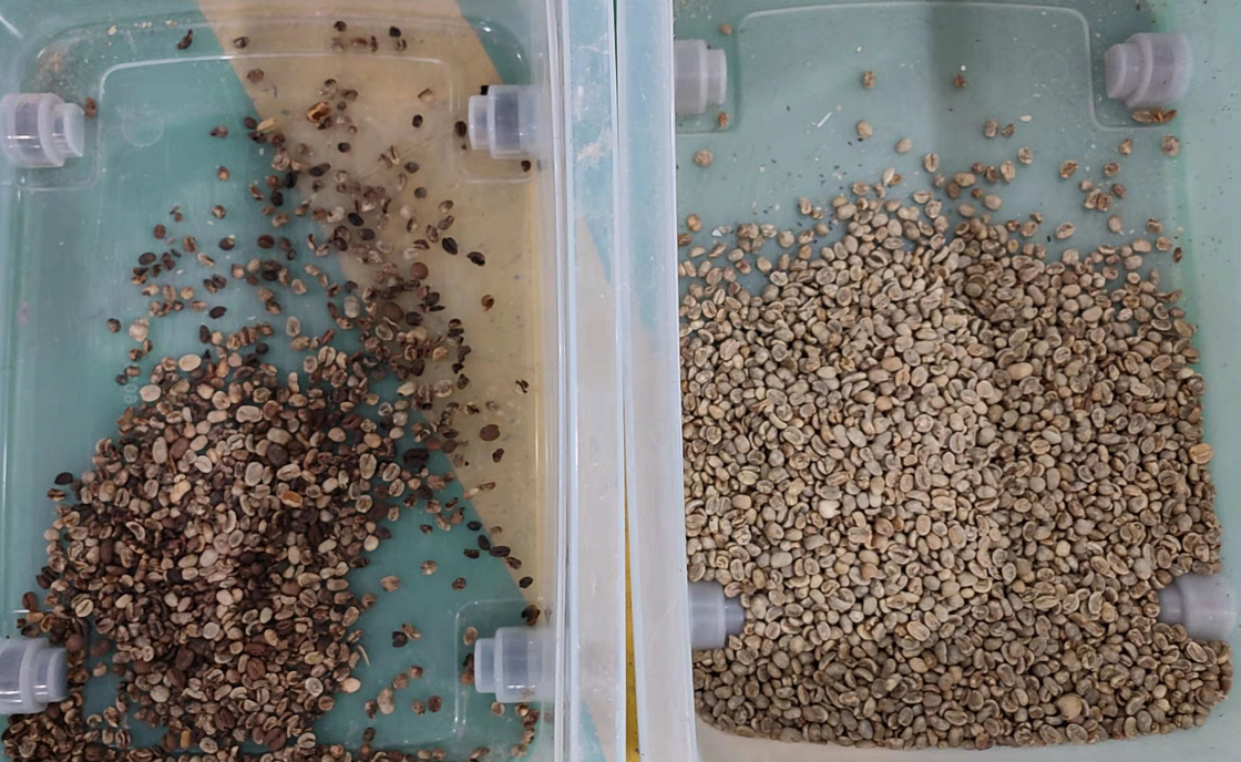 Mini CCD Green / Roasted Coffee Bean Color Sorter With CCD Camera