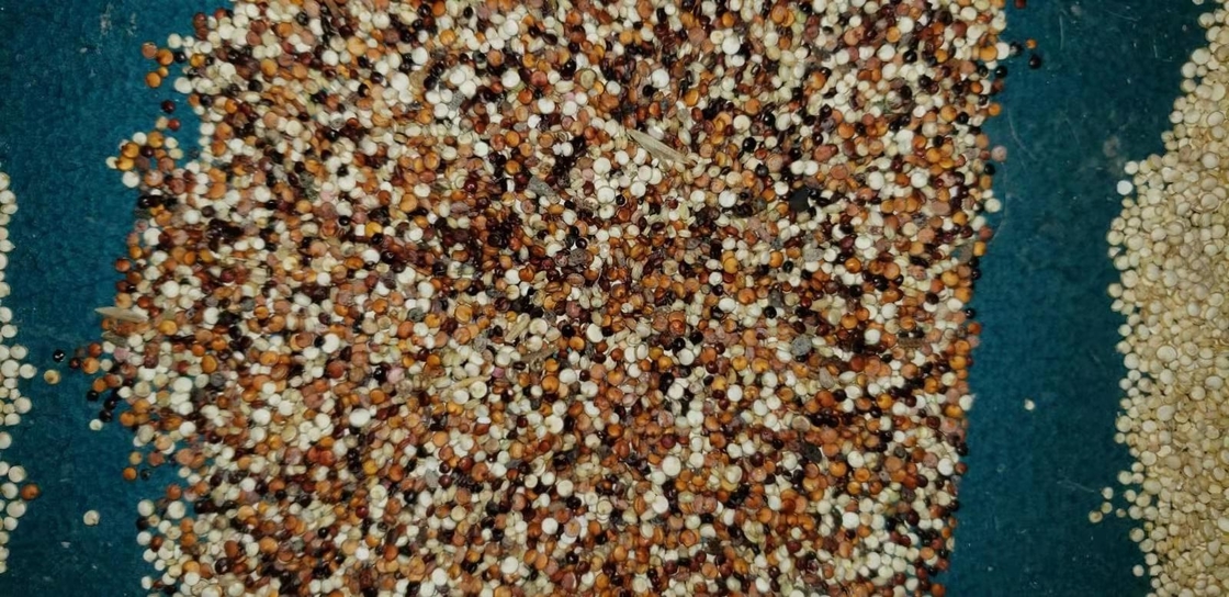 Chinese Intelligent Peanut grains Color Sorter CCD  separator Machine