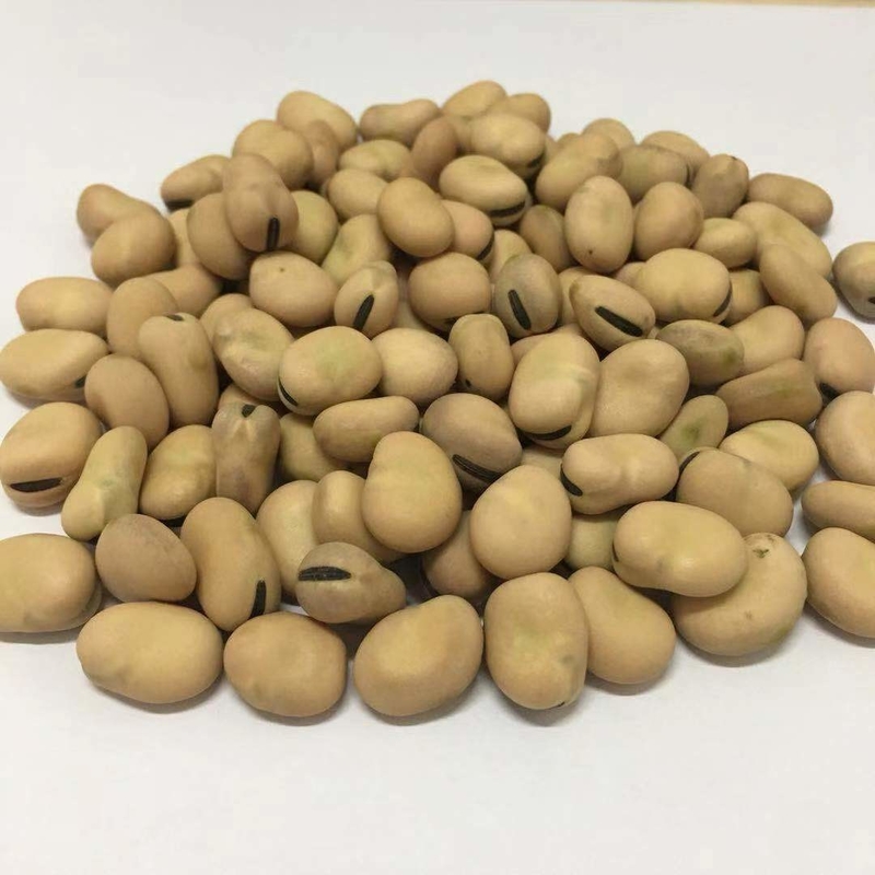 Smart CCD Optical Nuts Beans Color Sorting Machine For Food Plant