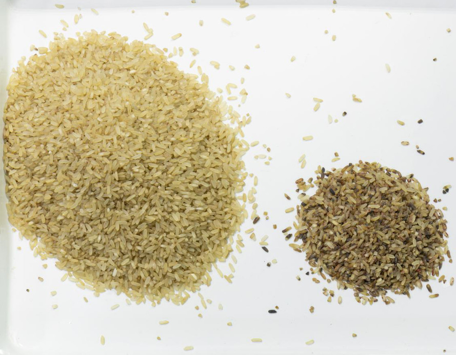Fast Speed 3 Chutes Japonica Oat Rice Color Sorter Suitable For Farm