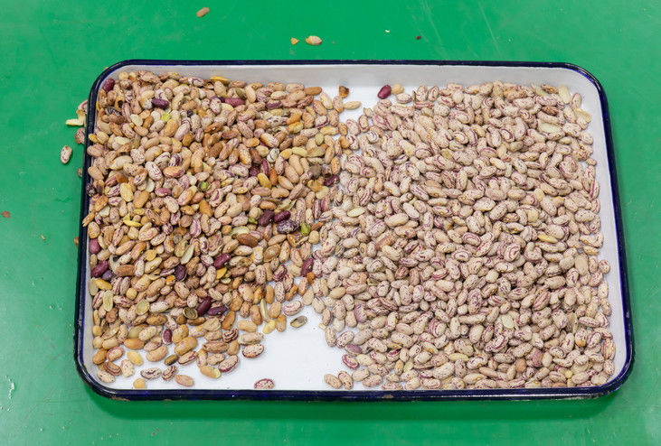 5 Chutes Nuts Color Sorter with Japan Toshiba CCD Sensor and ≥99.99% Accuracy for Peeled Peanut Almond Walnut Raisin