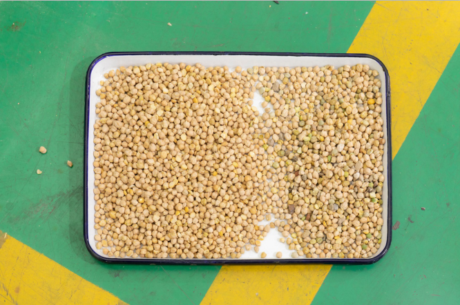 WENYAO 240V Bean Color Sorter , Chickpea Sorting Machine For Beans ...