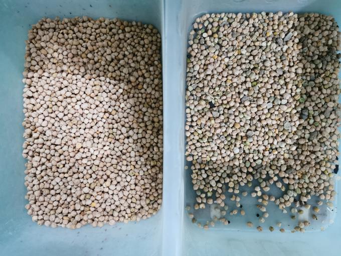 WENYAO 240V Bean Color Sorter , Chickpea Sorting Machine For Beans ...