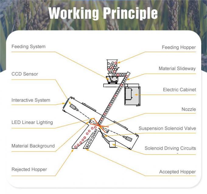 Wenyao Full Color Camera AI Intelligent OEM Grain Grading Machine CCD Grain Color Sorter