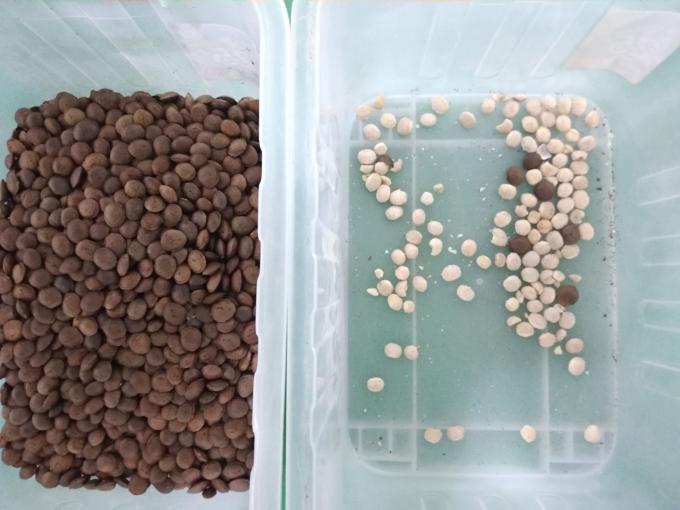 2025 Hot Sale Factory Price CCD Nut Color Sorter Macadamia Nut Separation Equipment with CE 4