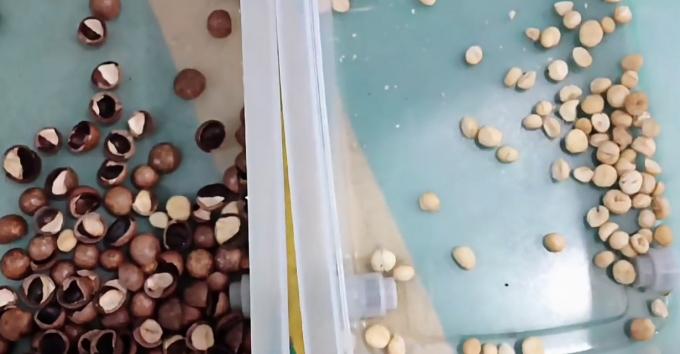 AI Learning Intelligent Belt Style Peanut Hazelnut Pistachio Nuts Color Sorter Machine 14