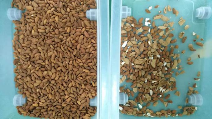 Intelligent 6 Chute Cashew Nut Color Sorting Machine with Toshiba CCD Sensor and RGB Camera 9