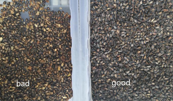 Wenyao Newest Optical CE Certificate Pumpkin Seeds Watermelon Seeds Color Sorting Machine 12