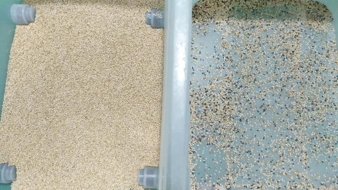 Wenyao Chinese Factory 7 Chute Style High Technology Grain Sesame Color Sorting Machine 4