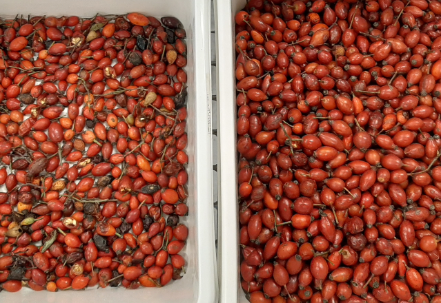 Wenyao 2025 Hot Selling Seeds Sorting Full Automatic Chia Seeds Flax Seeds Color Sorter Machine 10