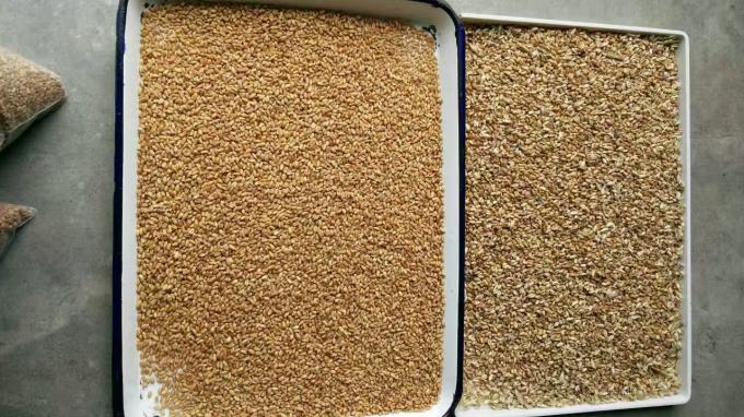 Wenyao 2025 Hot Selling Seeds Sorting Full Automatic Chia Seeds Flax Seeds Color Sorter Machine 11